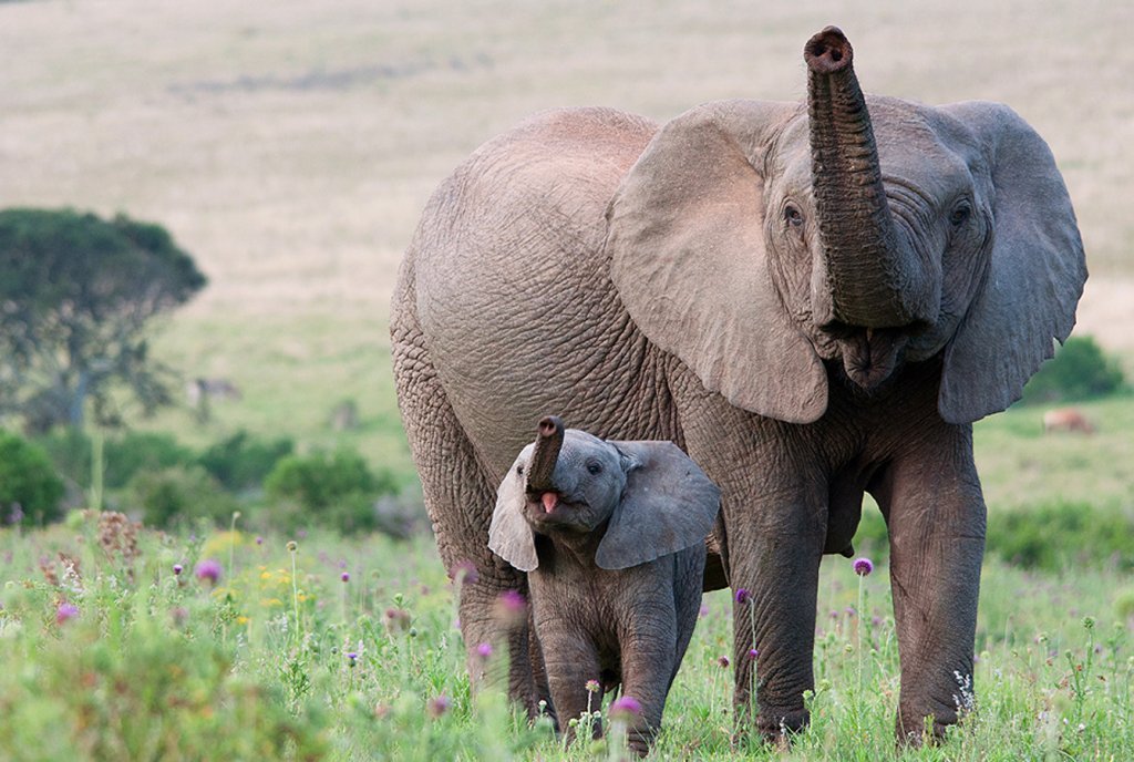 South African mother elephant with her baby