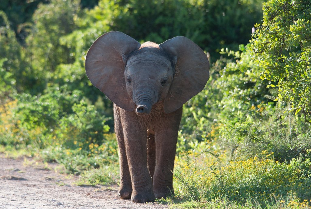 Baby elephant in Addo National Park, South Africa