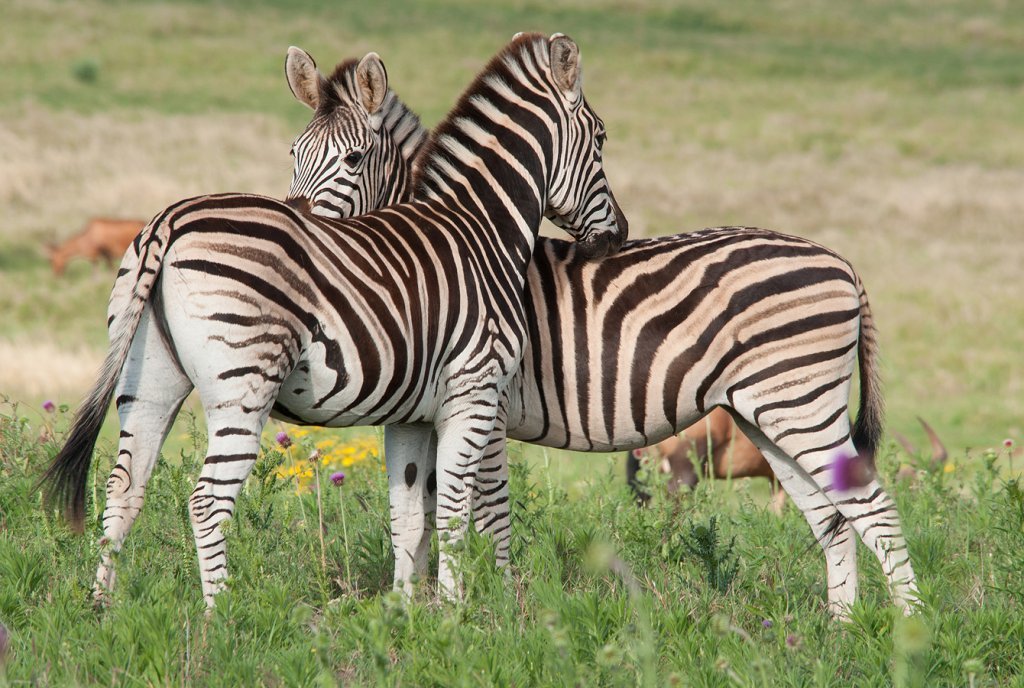 Zebra in South Africa on a beautiful gras land