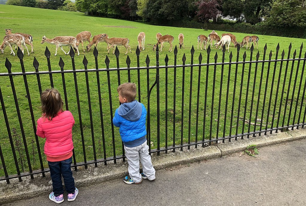 Herd of fallow deer at Prideaux Place, Cornwall, England