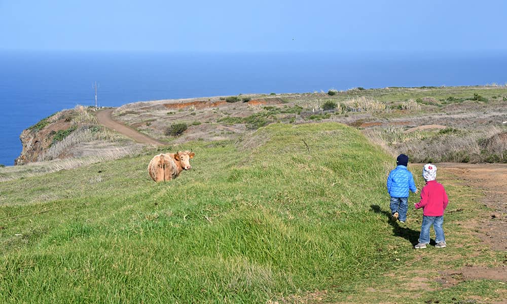children on the open plateau with a cow on the grass located on the west side of Madeira