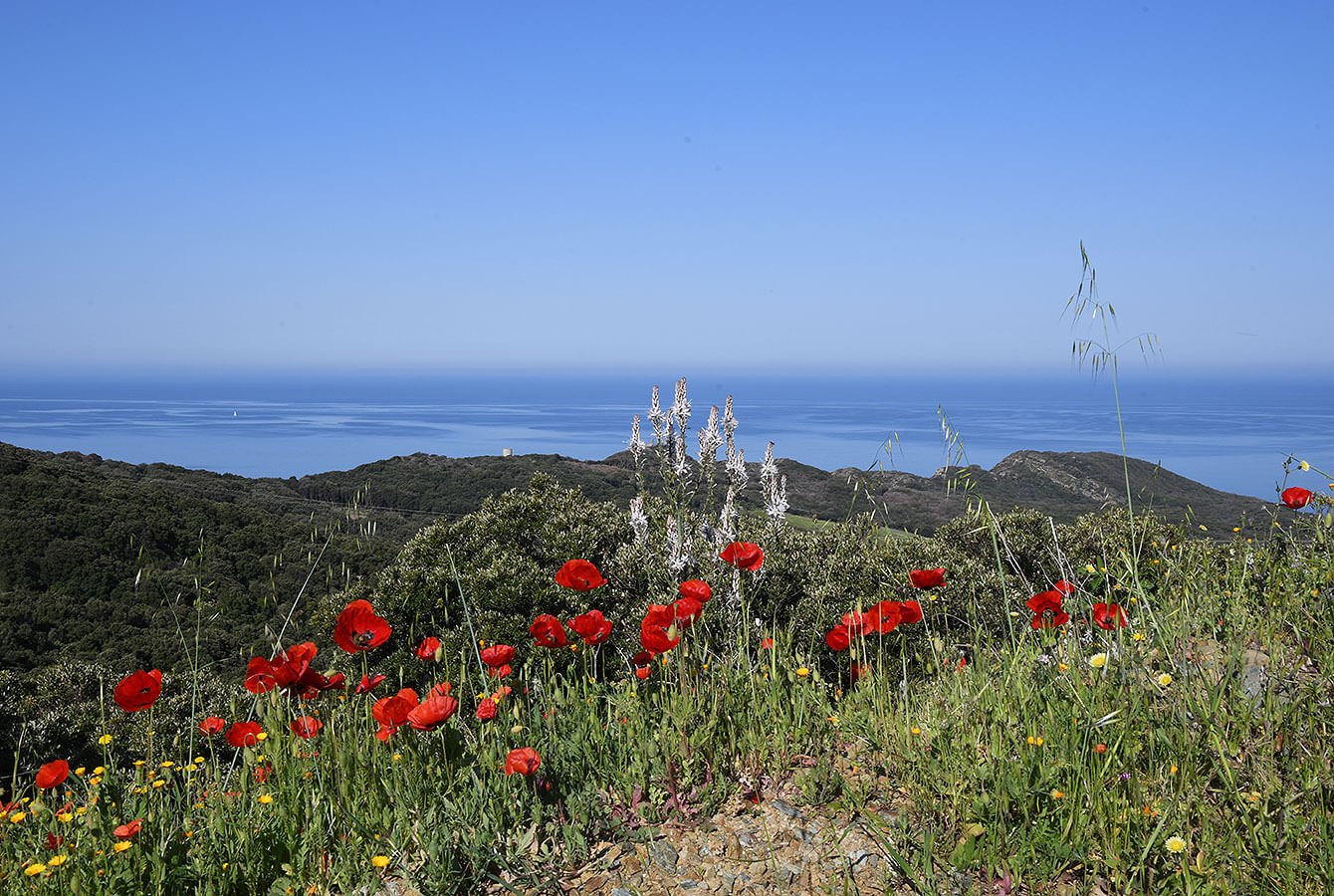 View over the Mediterranean Sea over some beautiful Poppies - Corsica - France