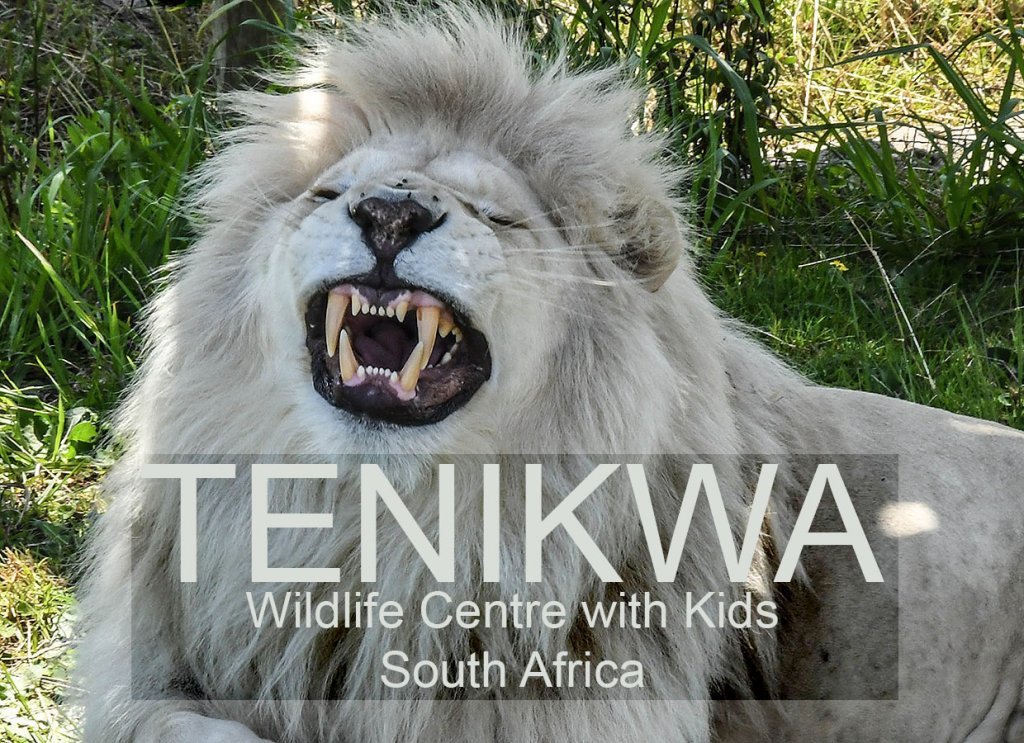 Tenikwa Wildlife Centre with Kids :: South Africa