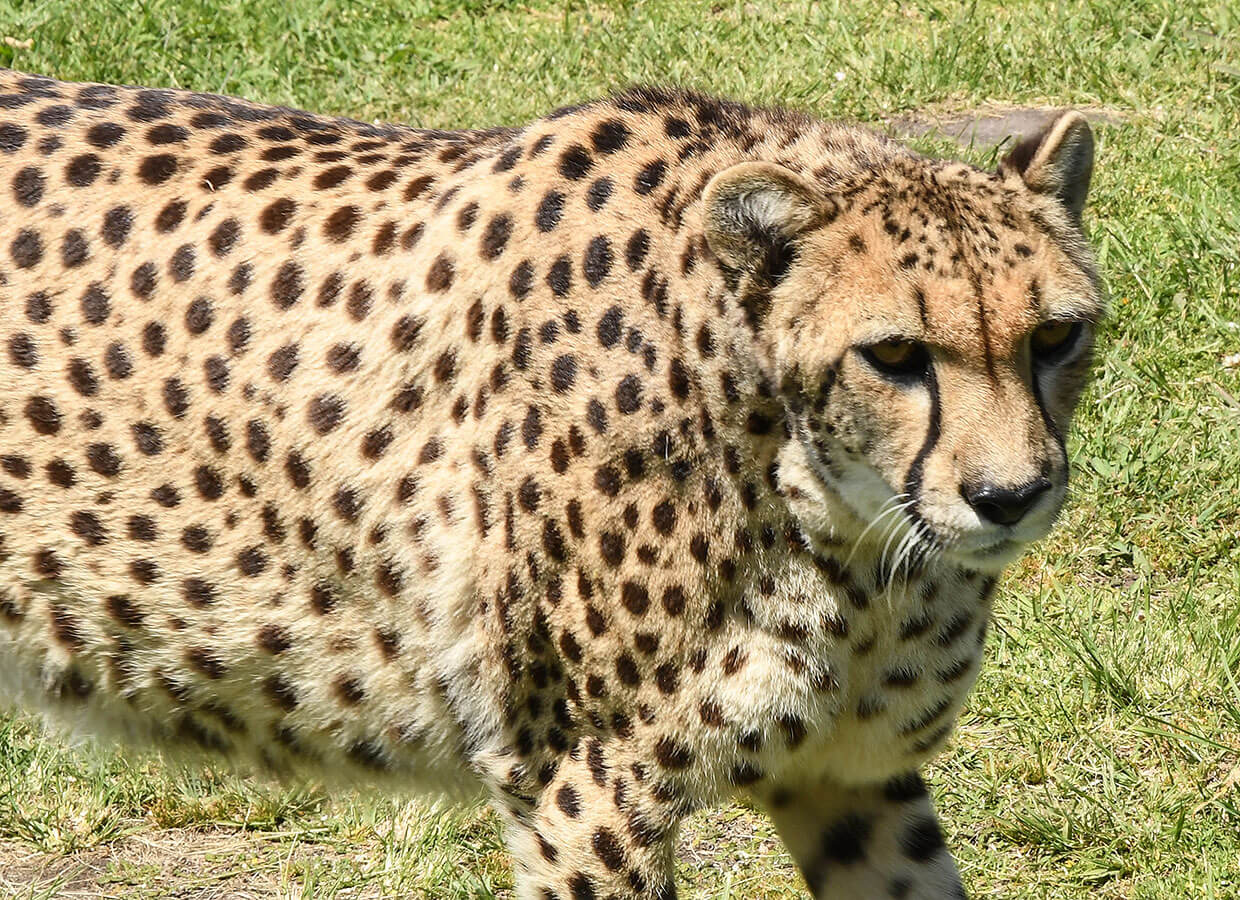 Amazing Cheetah up close at Tenikwa
