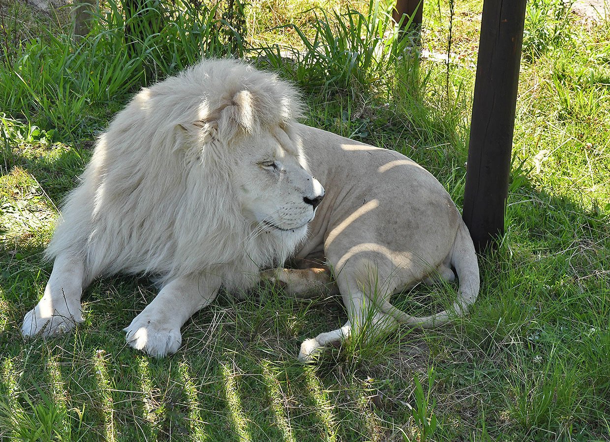 Beautiful White Lion male at Tenikwa 