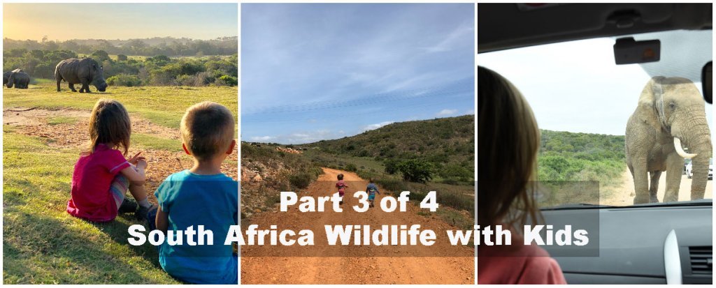 South Africa with kids - Eastern Cape trip