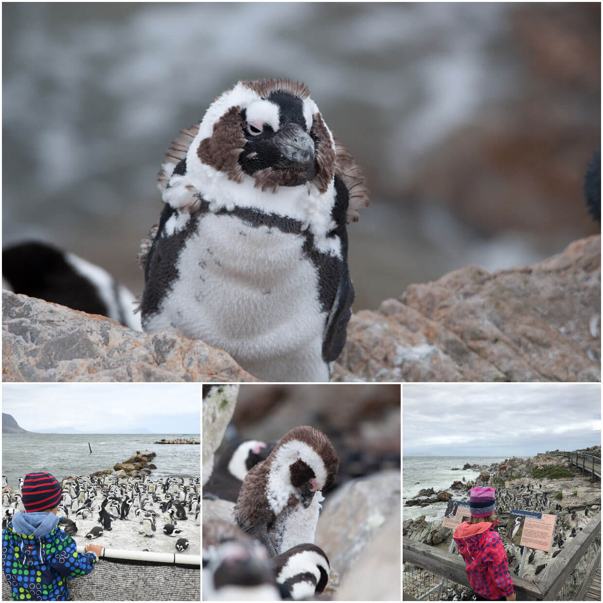 South Africa :: Stony Point Penguin Colony at Betties Bay