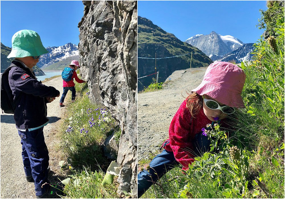 Kids exploring the alpine Flowers