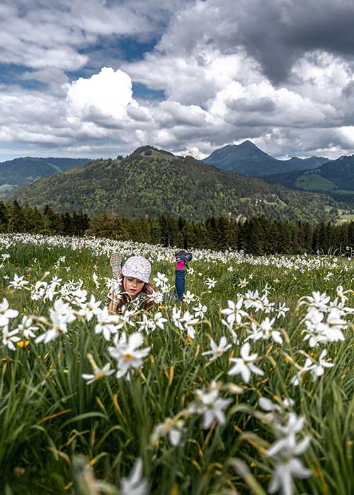 girl in a field of Narcissus