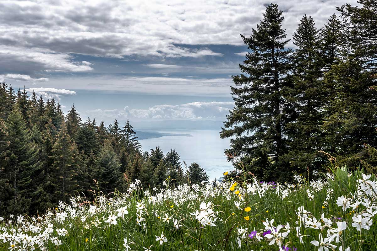 view down to Lake Geneva with white narcissus