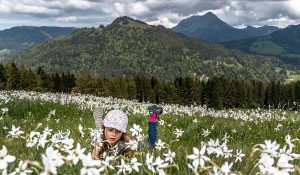 girl in narcissus field Montreux