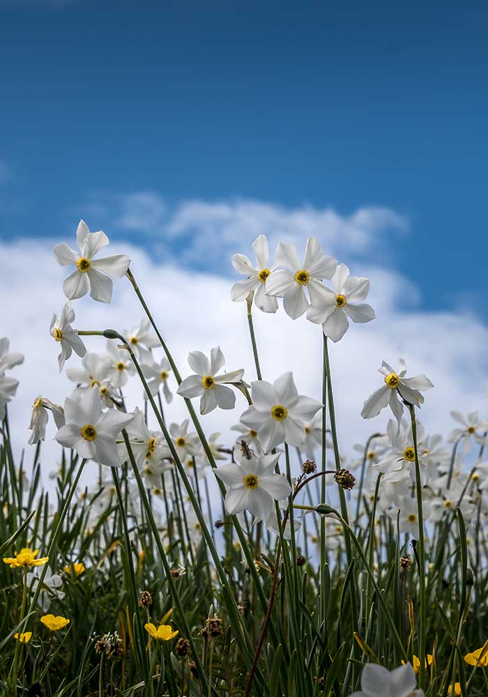 white Narcissus in Montreux slinging in the blue sky