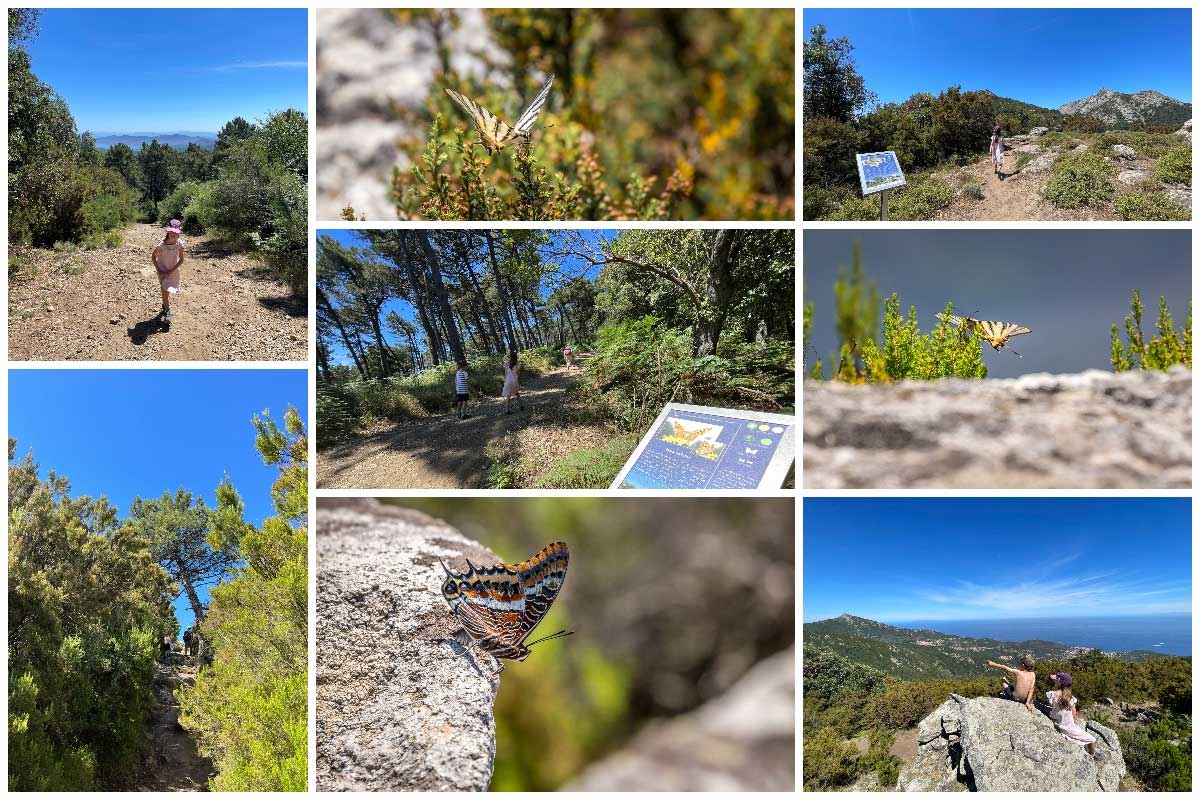 images from the butterfly trail on Monte Perone in Elba Italy