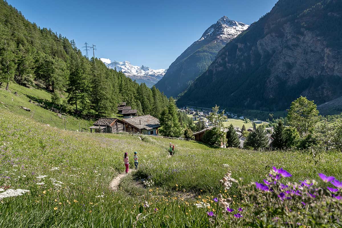 alpine meadow in Randa Zermatt valais 