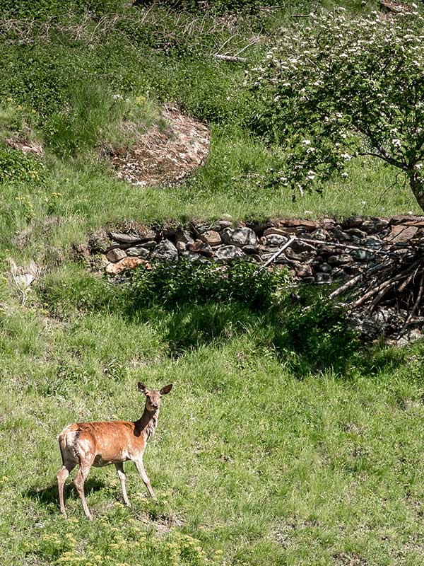 wild dear in Randa valais