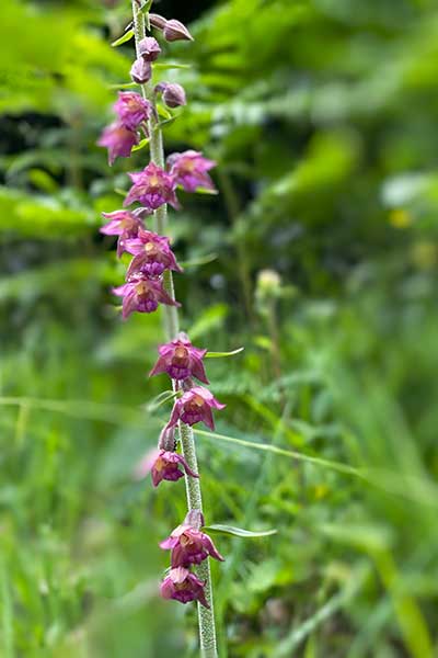 wild orchid on hiking trail in Flims