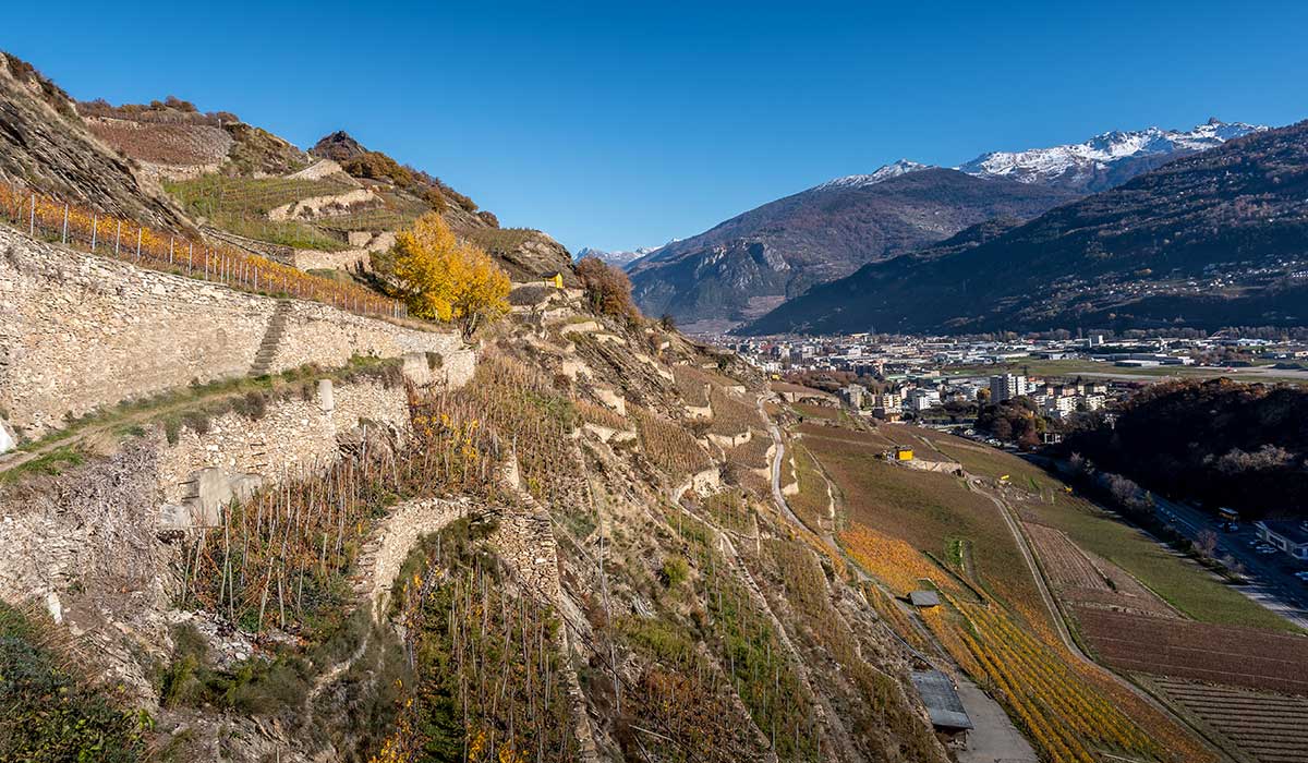 vineyards during the autumn months in Sion