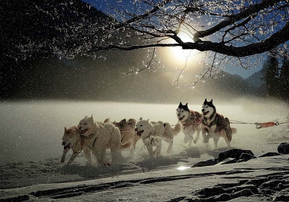 dogs running in the snow