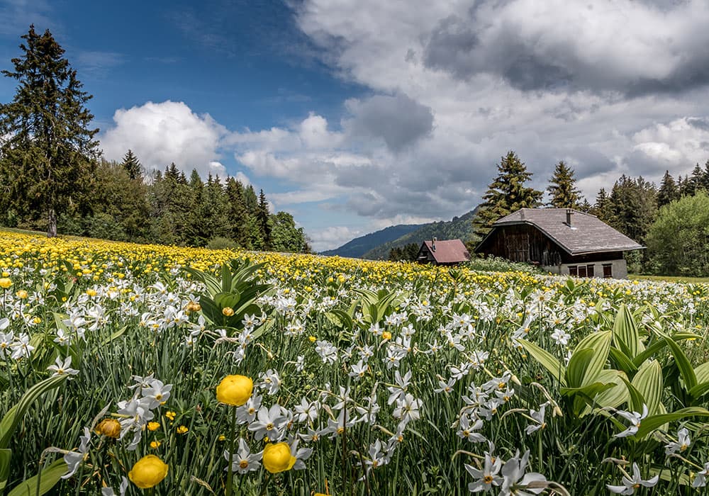 Field of Narcissus in the swiss alps