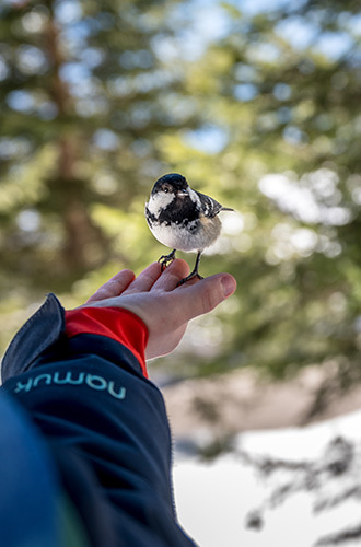 a boy having a bird sitting on his hand