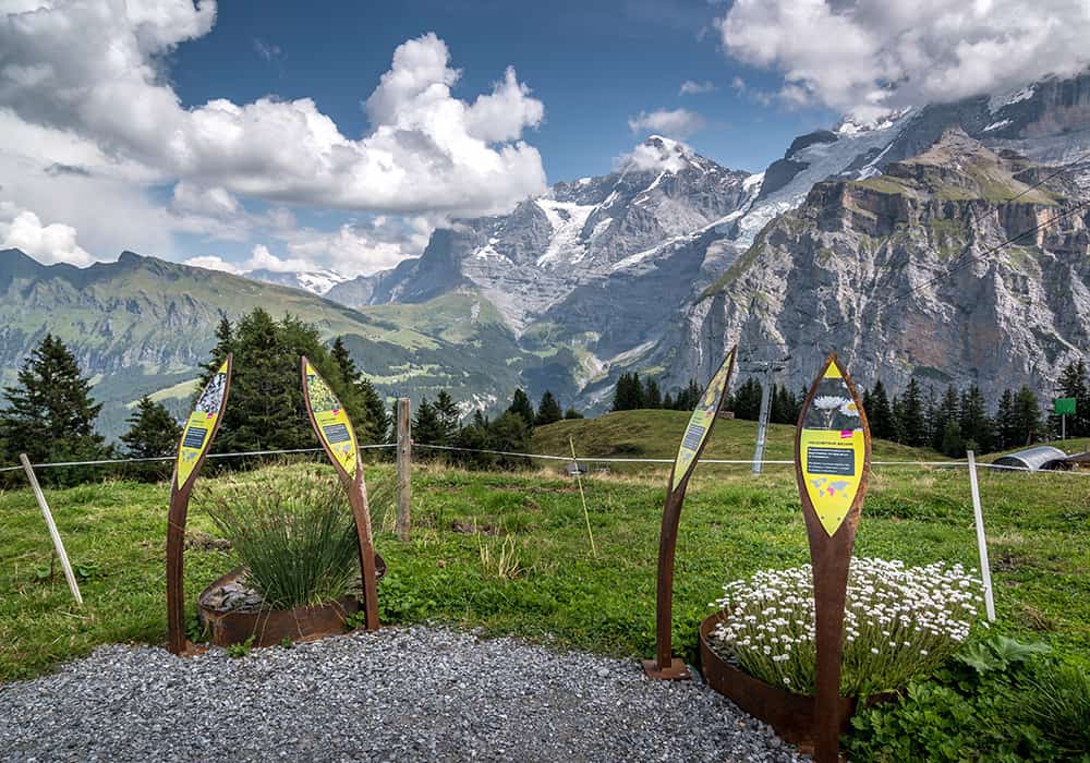 Flowers with their signs on the flower trail at Allmendhubel