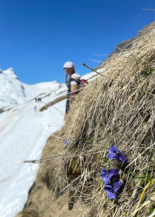 alpine flower enzian on the Bachalpsee hike