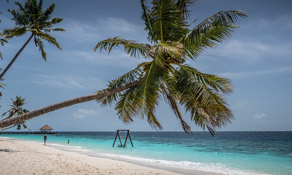 coconut tree overhanging the maldivian beach at reethi faru Malides