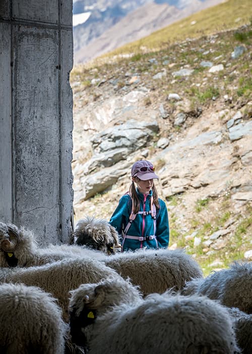 A girl with the blacknose sheep