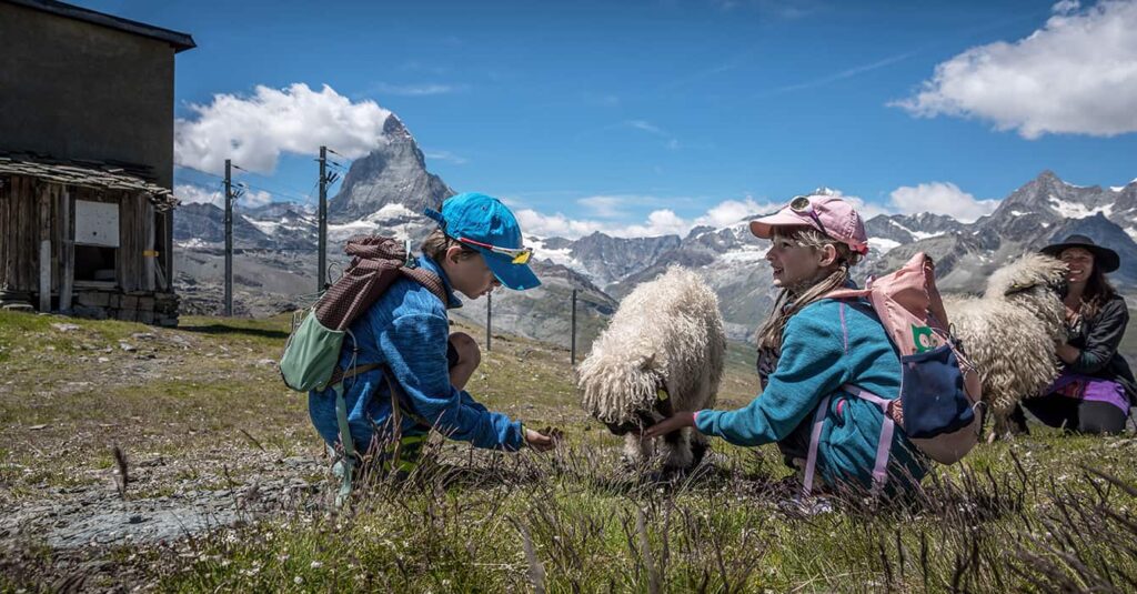 children in zermatt with the matterhorn view cuddling the blacknose sheep at gornergrat