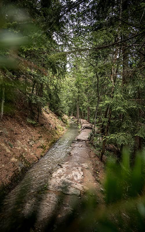 forest path along a water stream in valais