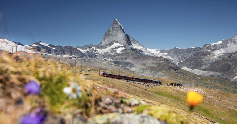 gornergrat train with matterhorn in the back and spring flowers