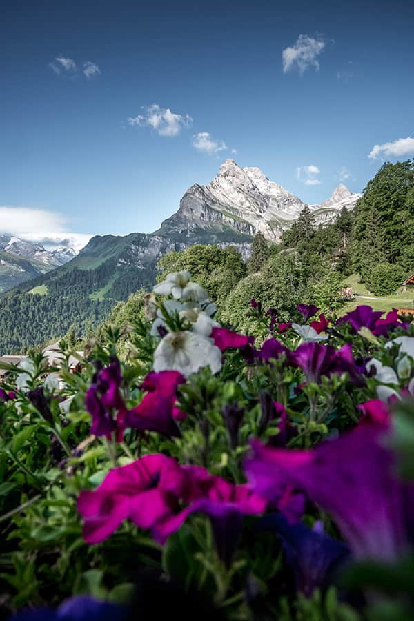 pink flower with a view to the mountains