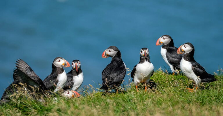 puffins on the grass in iceland