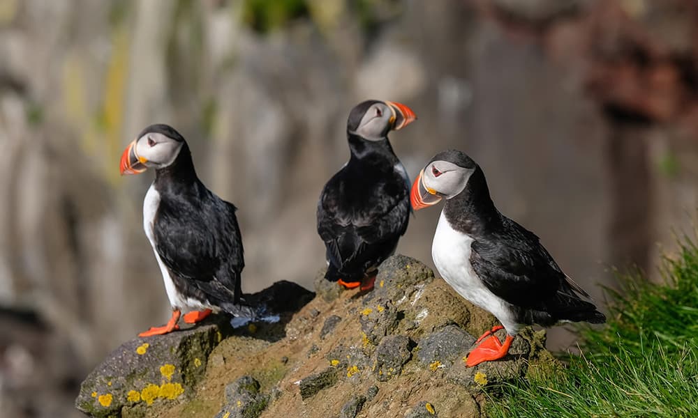 Drei Papageientaucher auf einem Felsen in Island