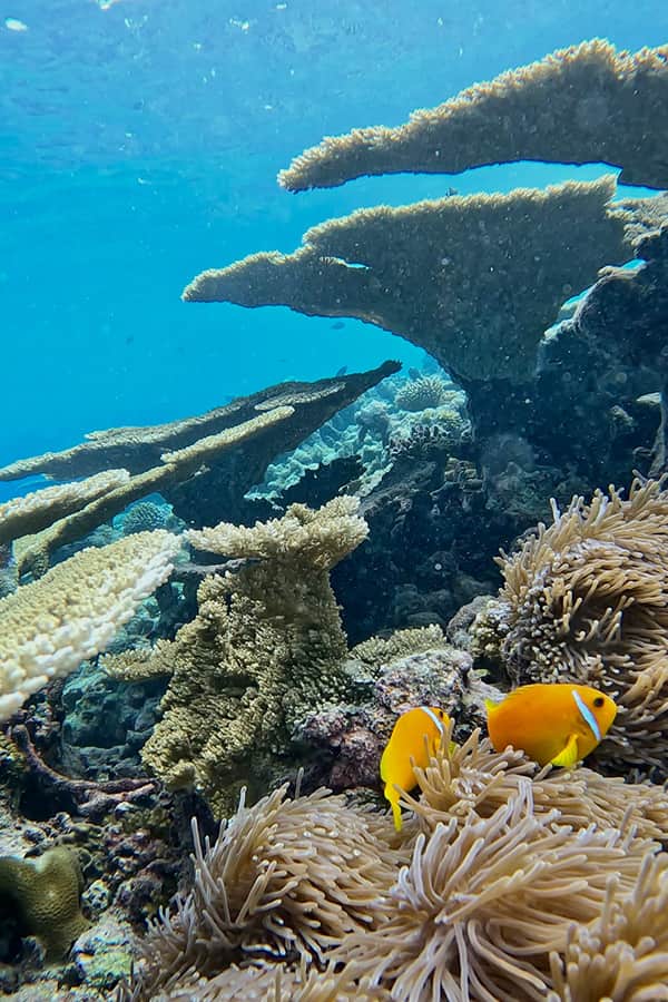 underwater shot with corals and fish