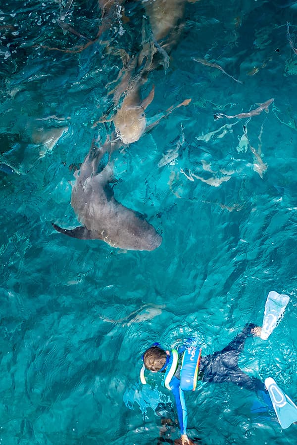 Nurse sharks and a boy snorkelling at Fulidhoo Sharks bay