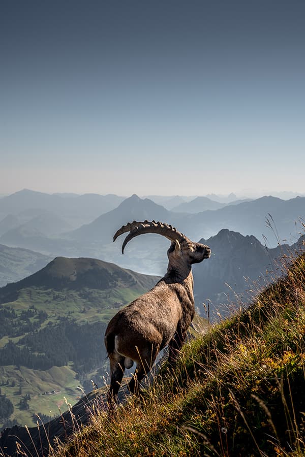 larg Ibex with a stunning mountain backdrop