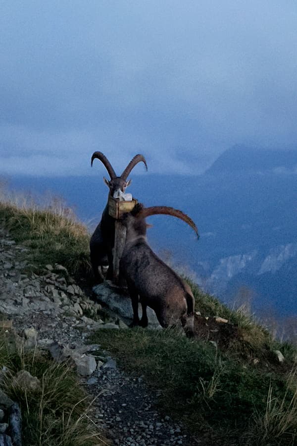 two Ibex licking the salt on the mountain