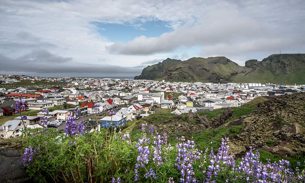 village in iceland with lupin flowers in the foreground and mountains in the back