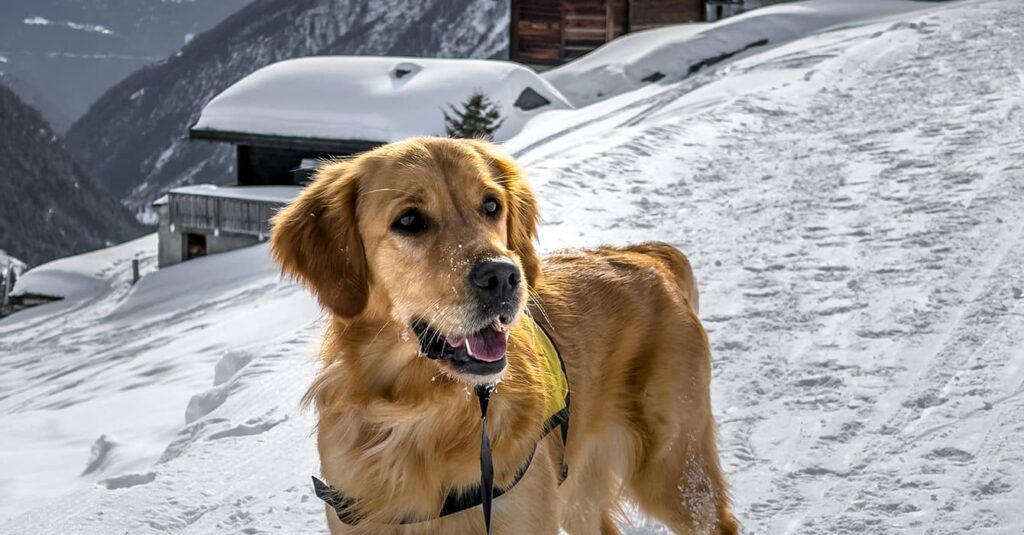 a golden retriever on a dog friendly destination on holiday.