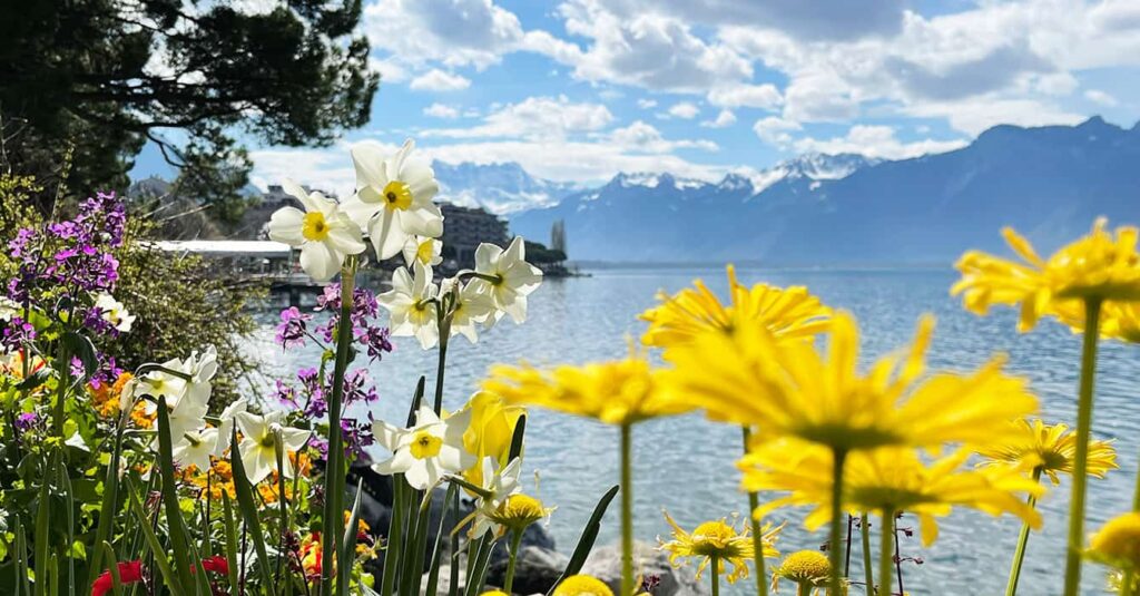 Spring flowers along Lake Geneva with snow-capped Swiss Alps in the background